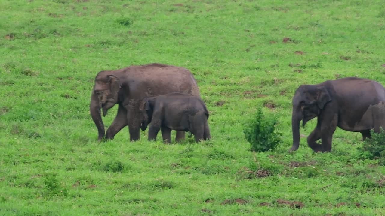 아시아 코끼리는 멸종 위기 종이며 태국 거주자이기도합니다.