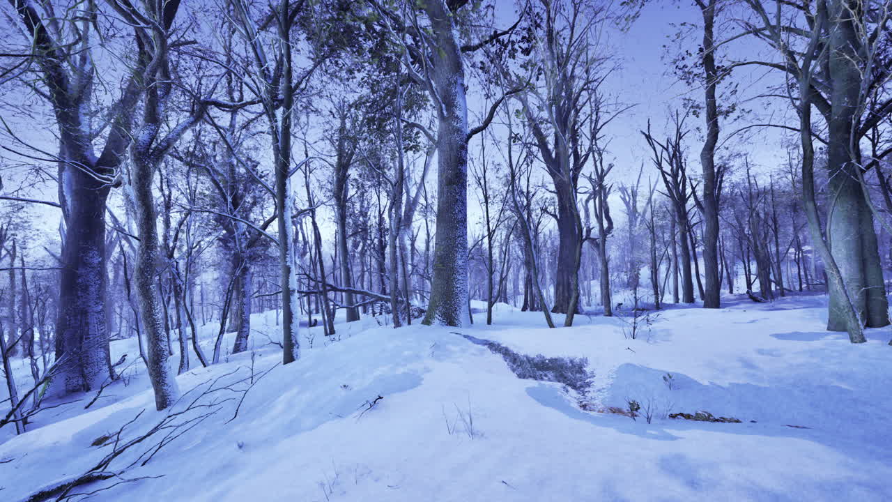 Winter landscape featuring snow covered forest during twilight hours