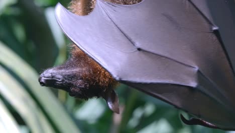 close up of large flying fox expanding and flapping its wings