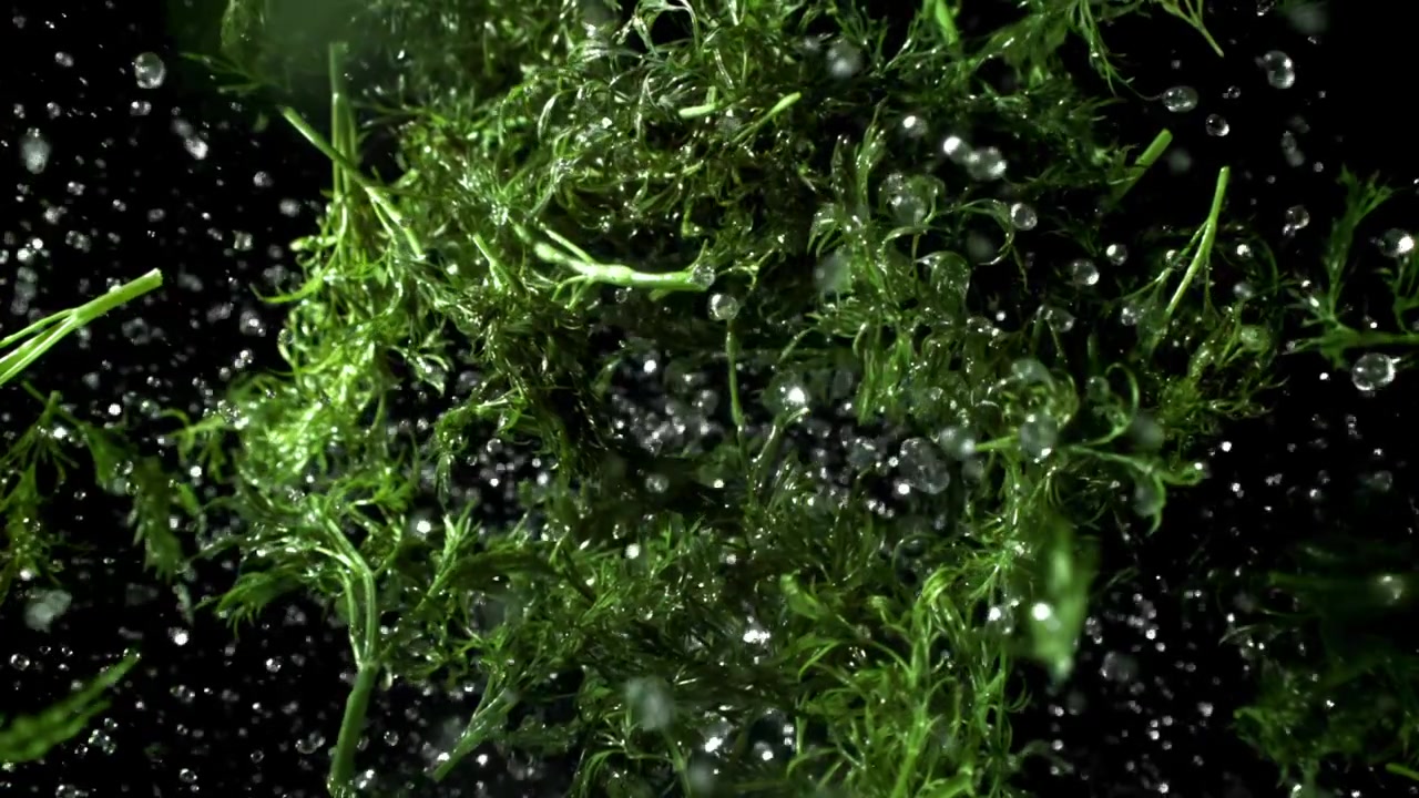 Aneto fresco verde con gocce d'acqua che cadono al rallentatore