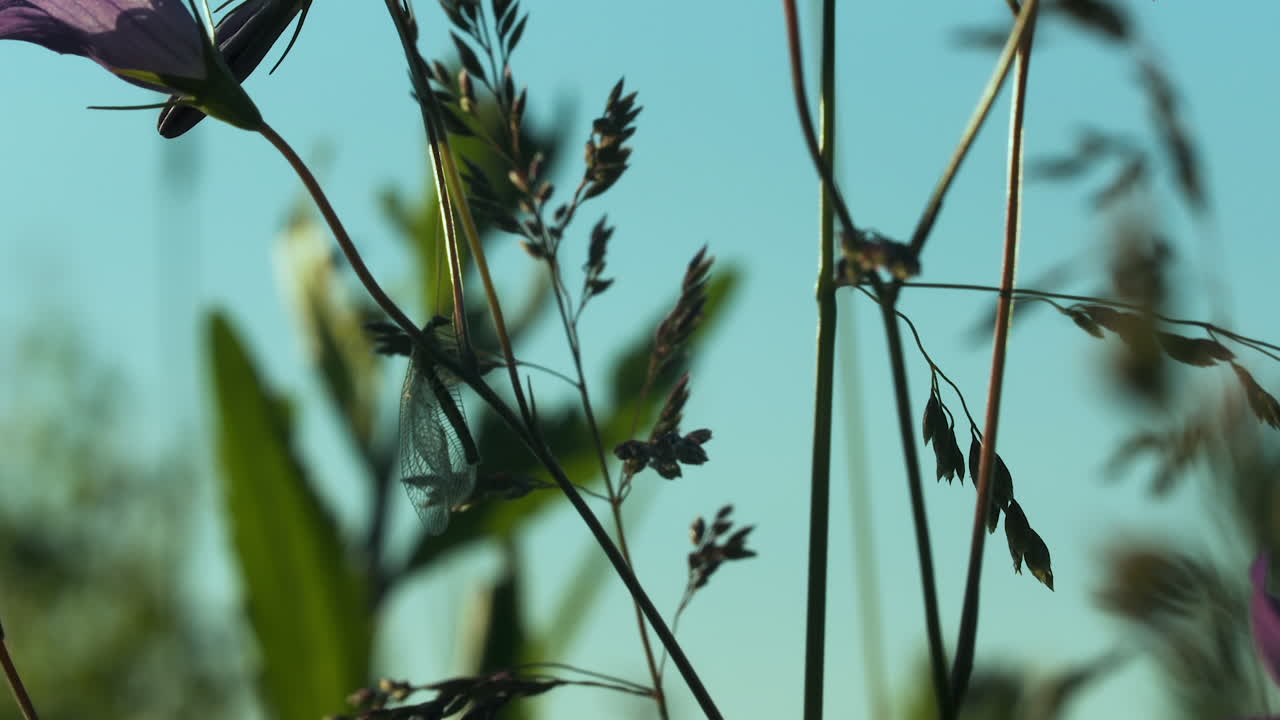 pequeño insecto en las flores silvestres