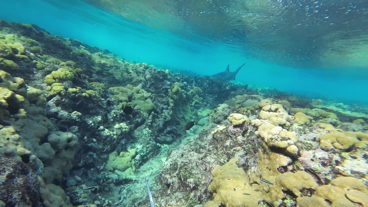 Underwater shot of coral reef with vibrant colors and clear water in a tropical ocean