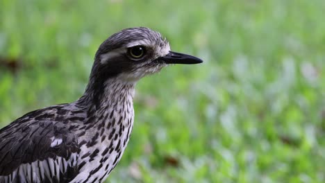 close-up views of a bush stone-curlew in grass