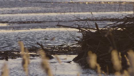 Beaver-swimming-in-calm-lake-water-at-dawn-and-dusk