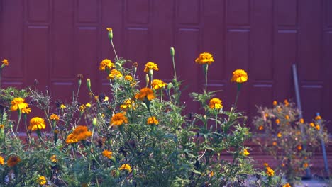 Mittlere-Aufnahme-Von-Blumen-Und-Käfern,-Die-Um-Sie-Herumfliegen