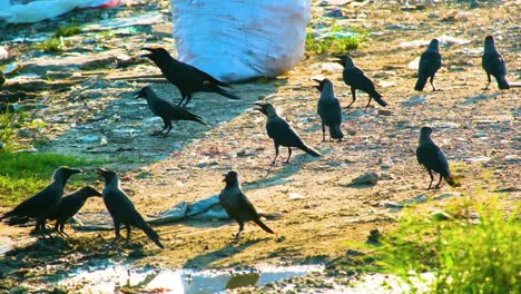 Cuervos-Buscando-Comida-Cerca-De-Un-Vertedero-En-Bangladesh:-Plano-Amplio