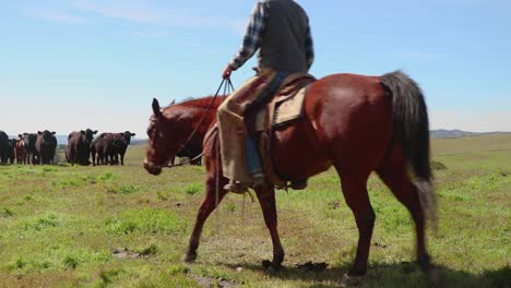 en la cima de la colina, el vaquero ahora cabalga frente a su ganado para asegurarse de que estén contentos