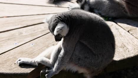 lemur sitting and grooming on wooden platform