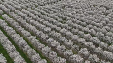 the cherry orchards in door county, wisconsin are in full bloom in the spring each year