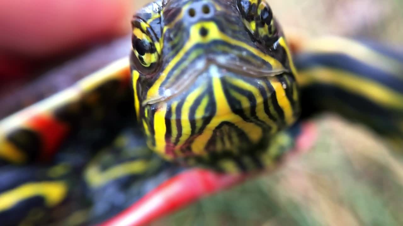 A macro close up shot of a water turtle face