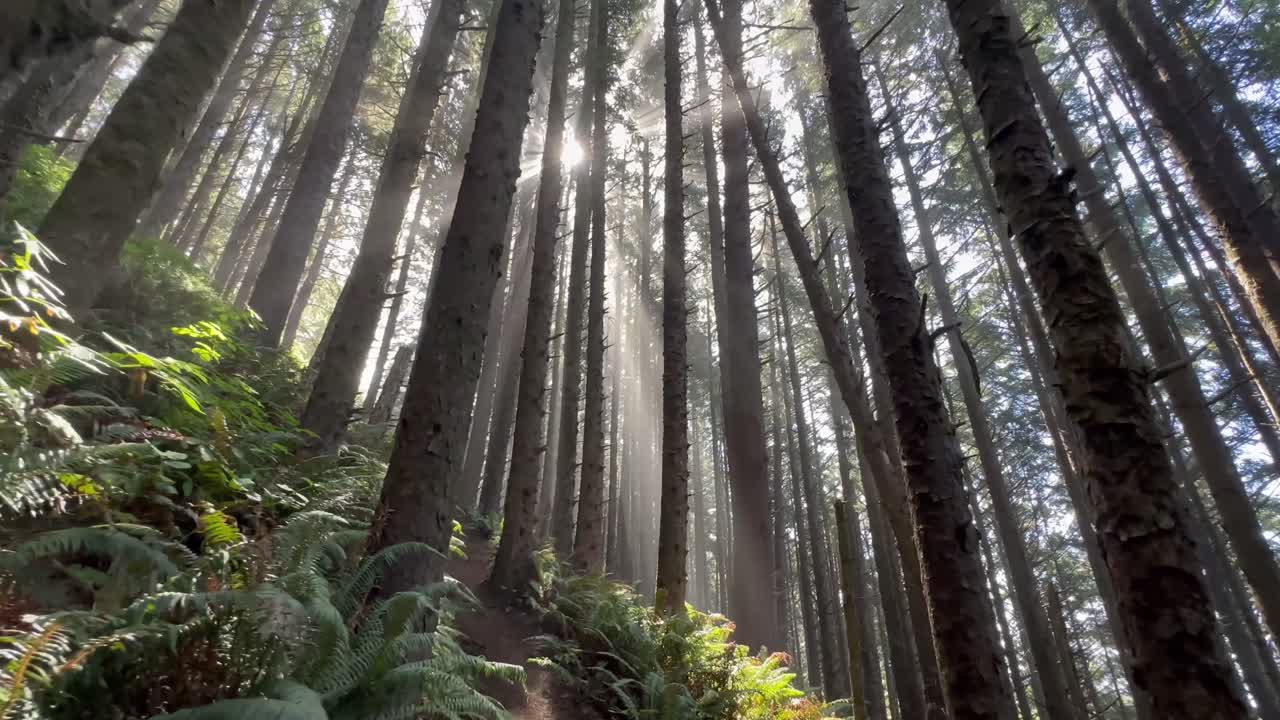 Raggi di sole che filtrano attraverso i tronchi delle conifere di una foresta sulla costa dell'Oregon.