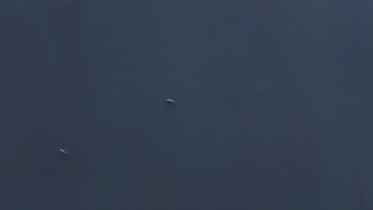 Aerial View of Whales in the Ocean