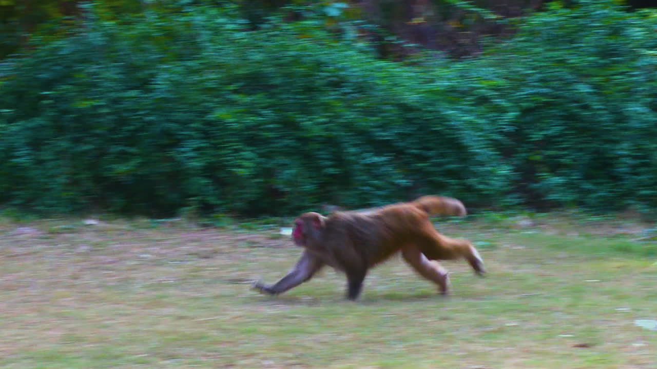 Una scimmia corre verso le panchine nel parco, un'altra scimmia è già lì