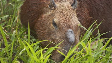 el roedor más grande de carpincho comiendo hierba verde