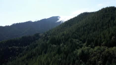 rising up revealing an evergreen covered mountain ridge, advection fog slowly creeps, aerial