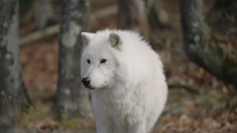 Lobo-Blanco-Pacífico-Parado-En-El-Bosque-En-Parc-Omega,-Quebec,-Canadá---Enfoque-En-Rack,-Cámara-Lenta