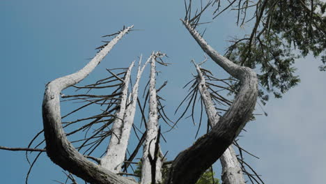 low angle view of a dead tree with fog passing by