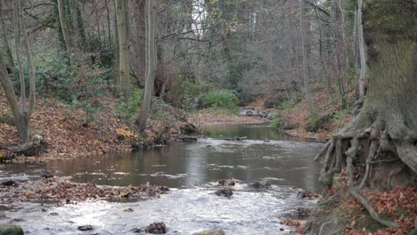 4k footage of a remote woodland river in autumn