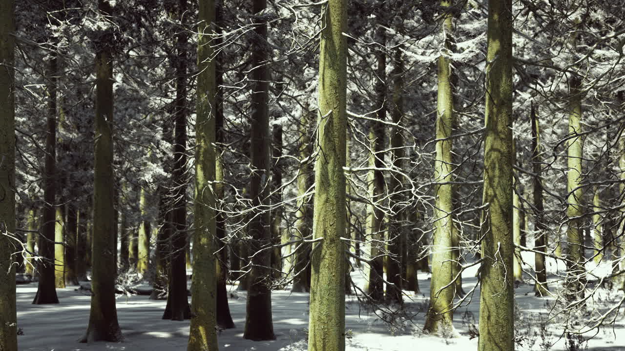 Snow covered forest landscape showcasing serene winter beauty