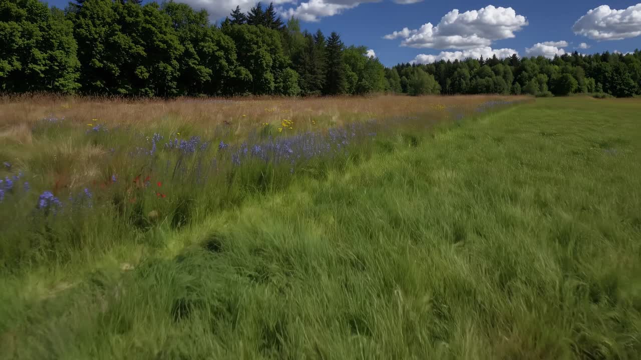 Luftvideo viser en frodig grønn eng avgrenset av tett skog under en lys blå himmel.
