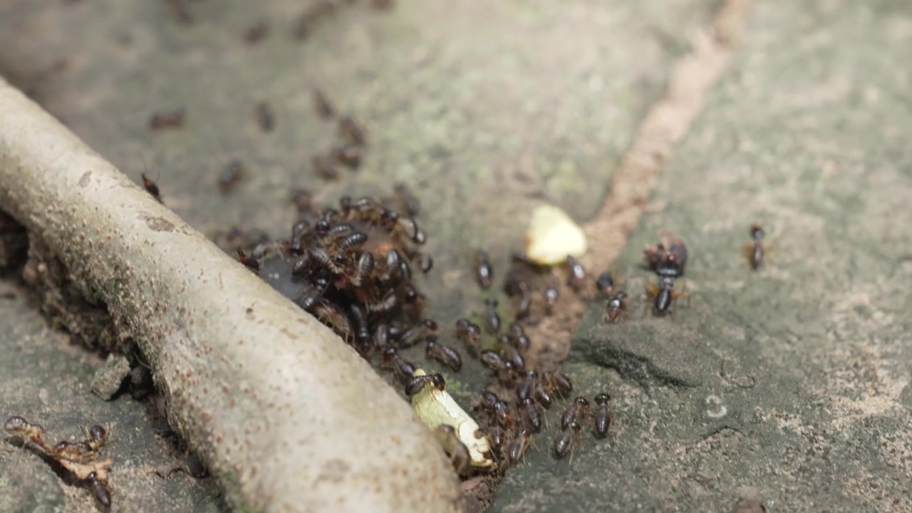 Primo piano di termiti che si nutrono di un insetto morto su una superficie di pietra in Cambogia.