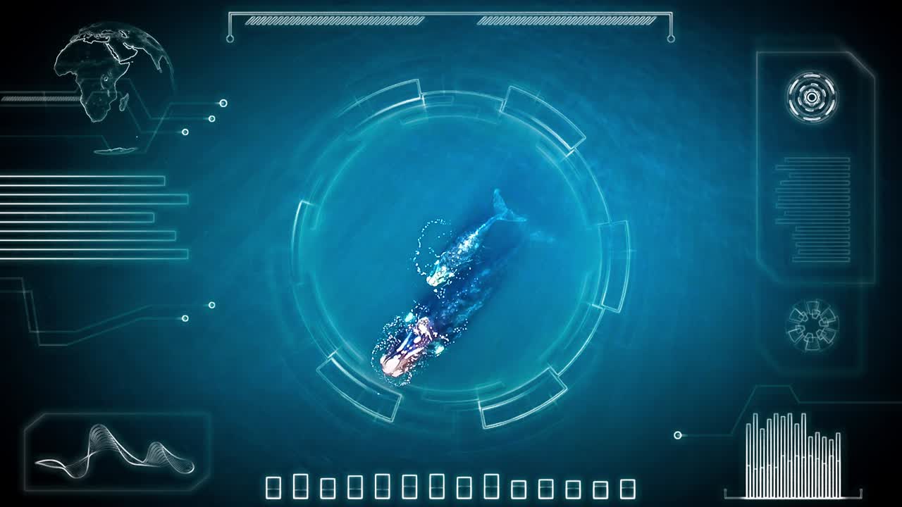 텍스트 복사 공간, 데이터 및 지도가 있는 남쪽 참고래, eubalaena australis의 hud 추적기 - 3d 모션 그래픽 애니메이션