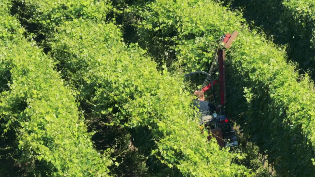 A machine navigates through lush vineyard rows, efficiently harvesting grapes under the sun.