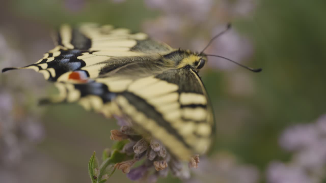 fotografía macro de una mariposa cola de golondrina recién eclosionada en la lavanda
