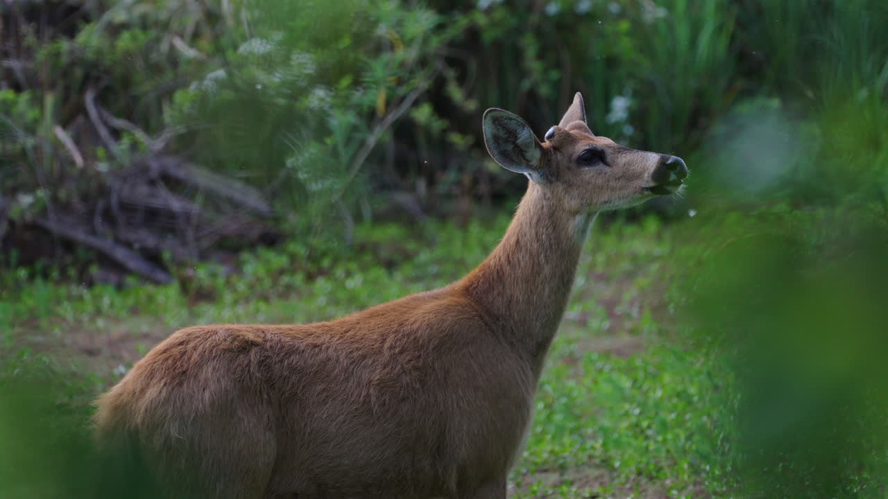 A wild deer stands in a forest clearing, looking up attentively and surrounded by lush green plants