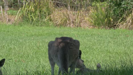 Willie-Wagtail-Flying-Off-Back-Of-Kangaroo