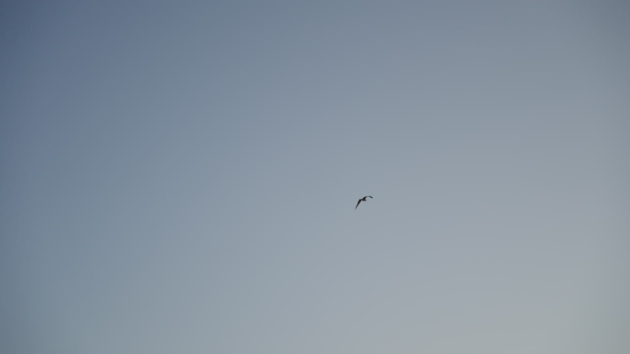 구름 없는 하늘을 나는 갈매기