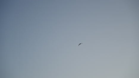 gaviota volando en un cielo sin nubes