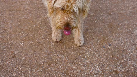 a dog walking towards the camera