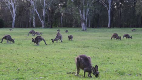 multiple kangaroos feeding and interacting in a grassy field