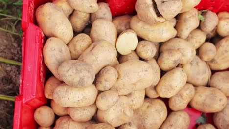 female hands putting potatoes into tote-tub overhead shot 60p hd