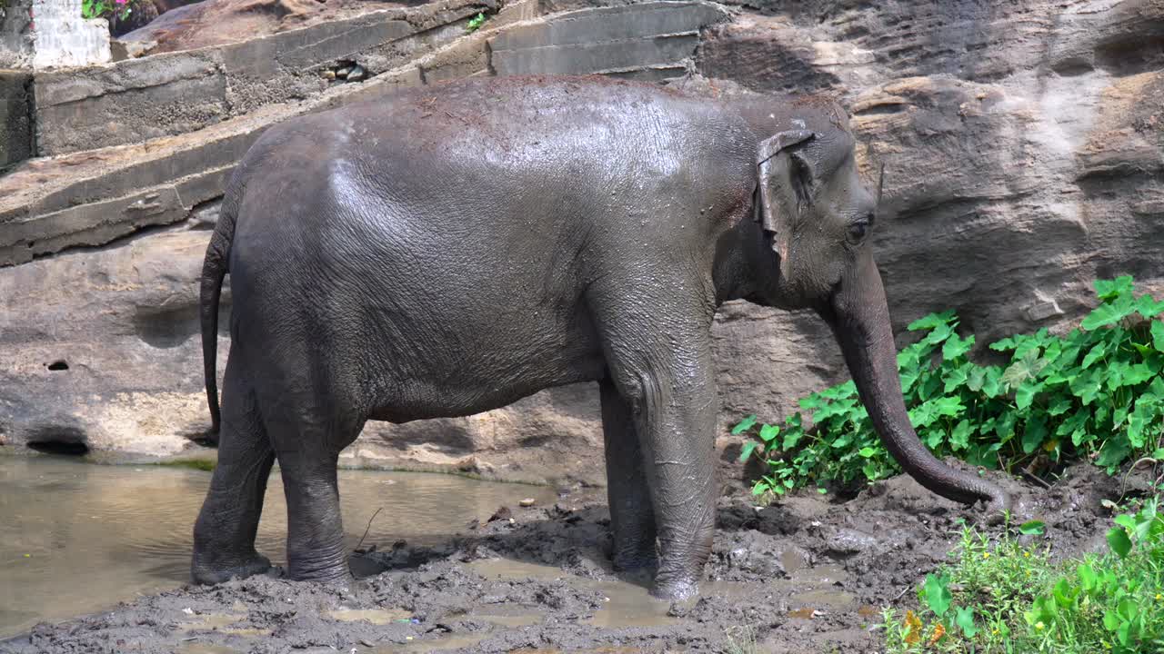 Elephant covered in mud standing near a rock wall at Pinnawala Elephant Orphanage