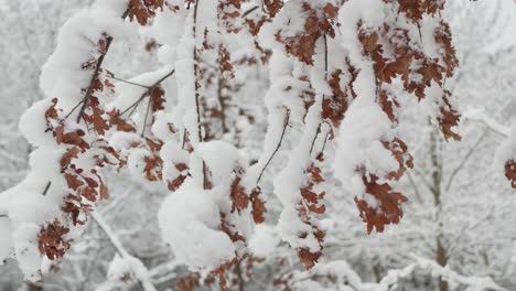 snow covered dry leaves on branches on cloudy day