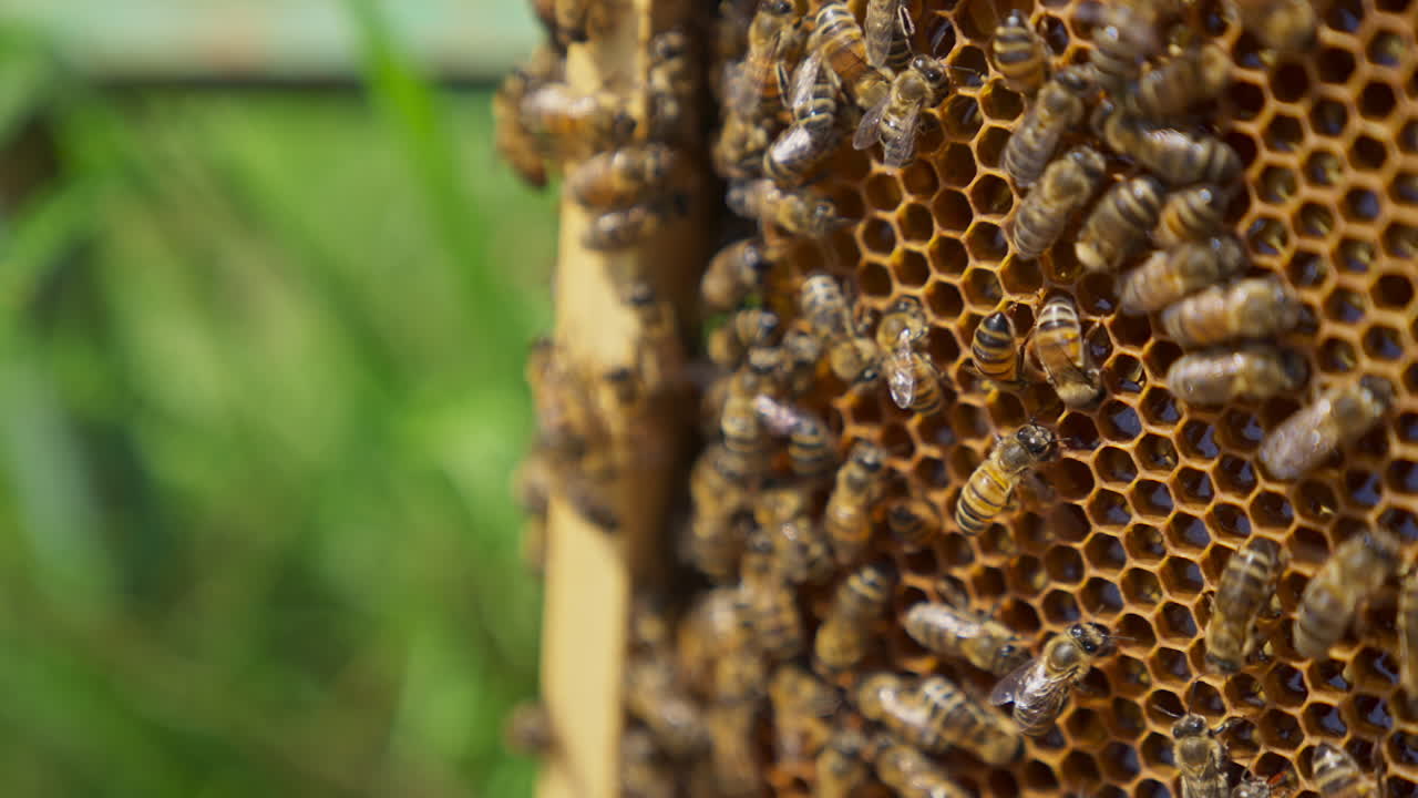 Honeycomb covered with a brood of bees. Tiny wax cells full of fresh honey close up. Green grass in blur at the backdrop.