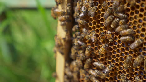 honeycomb covered with a brood of bees. tiny wax cells full of fresh honey close up. green grass in blur at the backdrop.