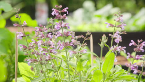 Salvia-Orgánica-Que-Crece-En-El-Jardín-De-Hierbas-Con-Flores-De-Color-Púrpura