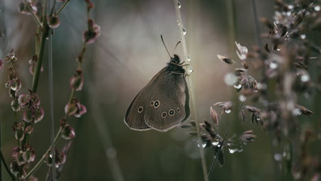 ringlet butterfly holding onto grass stalk with dew in artistic macro shot