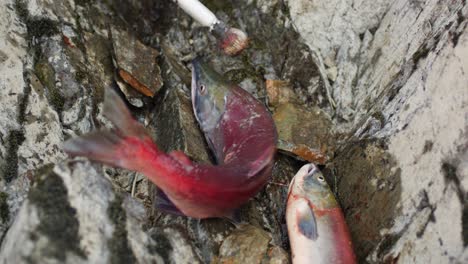 traditional indigenous first nations salmon fishing along a river in bc