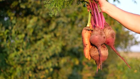 close up of a male farmer showing off a beautiful harvest of vegetables close up of a male farmer showing off a beautiful harvest of vegetables vegetables for dietary nutrition vegetarian food