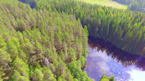 Toma-Aérea-De-Un-Bosque-De-Coníferas-Finlandés,-Bahía-De-Un-Lago-Claro-Y-Un-Pantano-En-El-Fondo