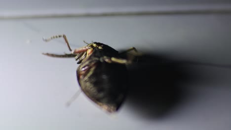 black cetonia aurata beetle on the floor with small light