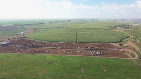 peaceful aerial view of corn fields with center pivot irrigation systems in the columbia basin project of eastern washington state in late summer