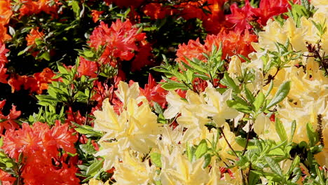 background of the rhododendron beautiful flower