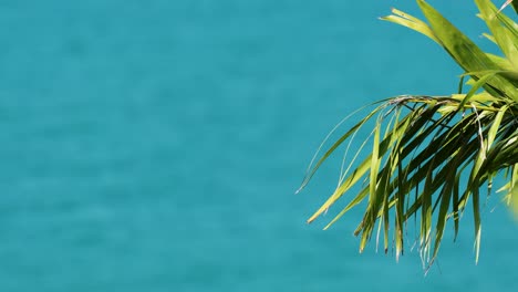 palm leaves gently sway against a vibrant blue ocean backdrop in phuket, thailand. the scene captures a serene tropical atmosphere