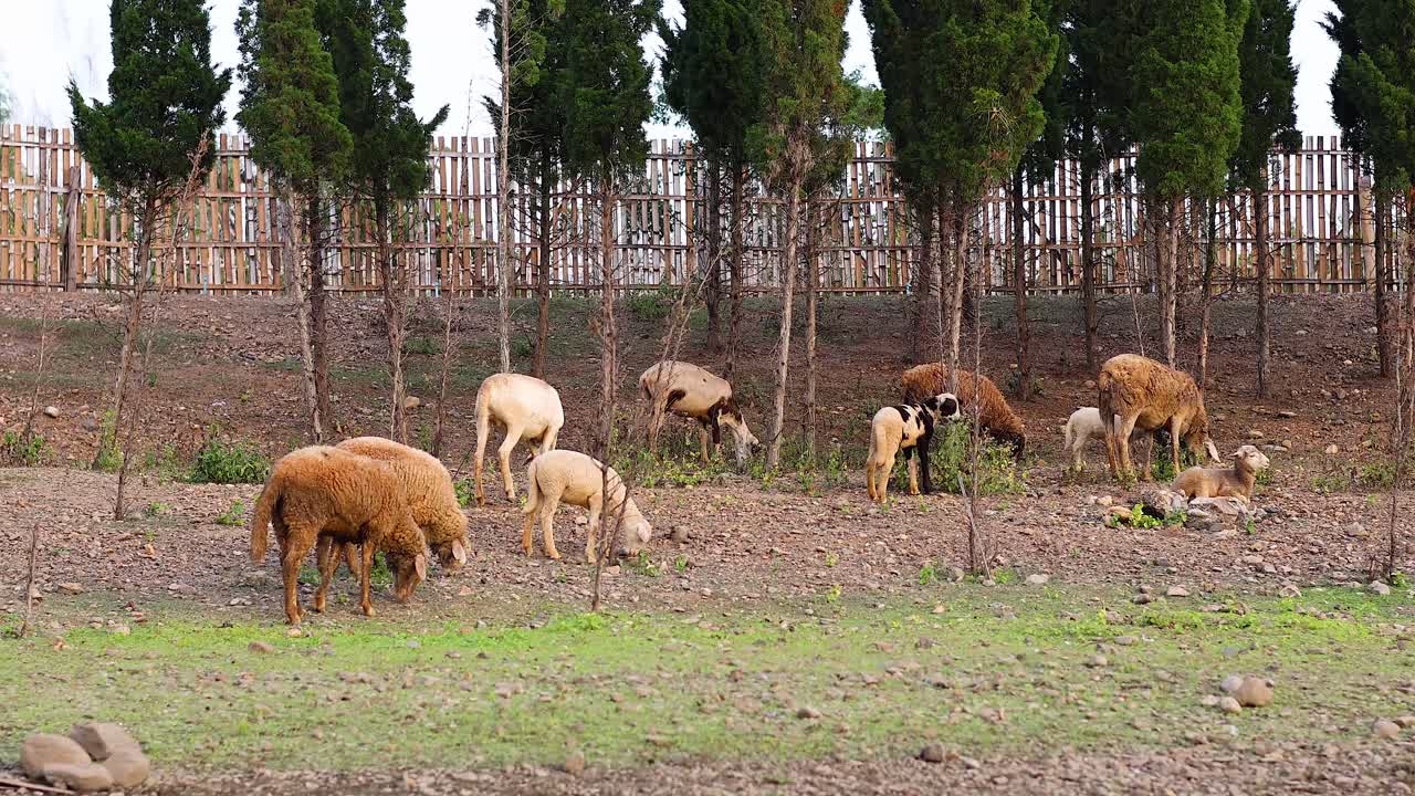 들판 에서 풀 을 먹는 양