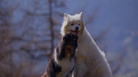 samoyed and shetland sheepdog playing joyfully on a mountain field, surrounded by stunning alpine views and clear skies